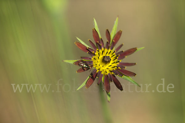 Safranblättriger Bocksbart (Tragopogon crocifolius)