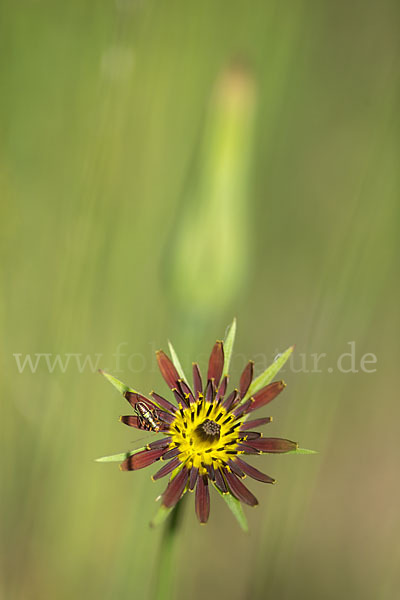 Safranblättriger Bocksbart (Tragopogon crocifolius)