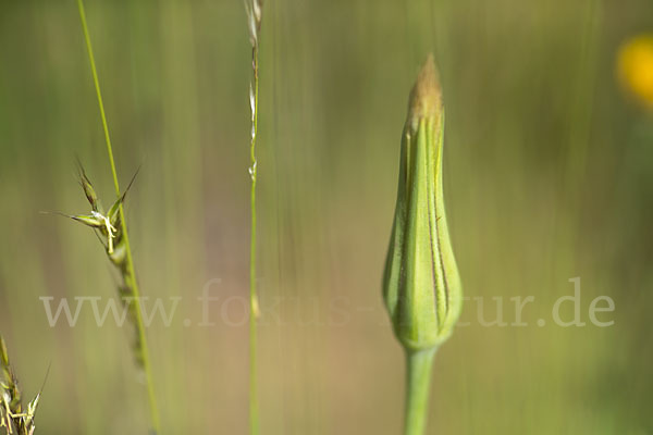 Safranblättriger Bocksbart (Tragopogon crocifolius)