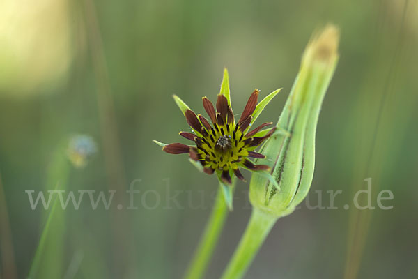 Safranblättriger Bocksbart (Tragopogon crocifolius)