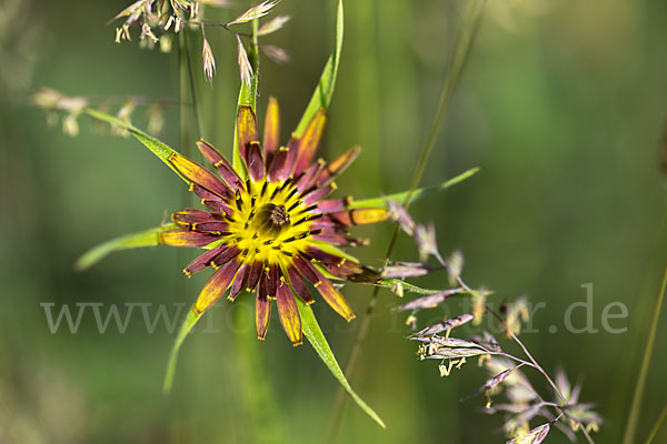 Safranblättriger Bocksbart (Tragopogon crocifolius)