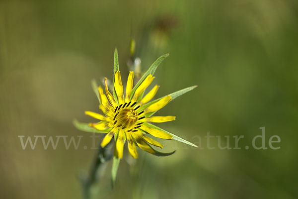 Safranblättriger Bocksbart (Tragopogon crocifolius)