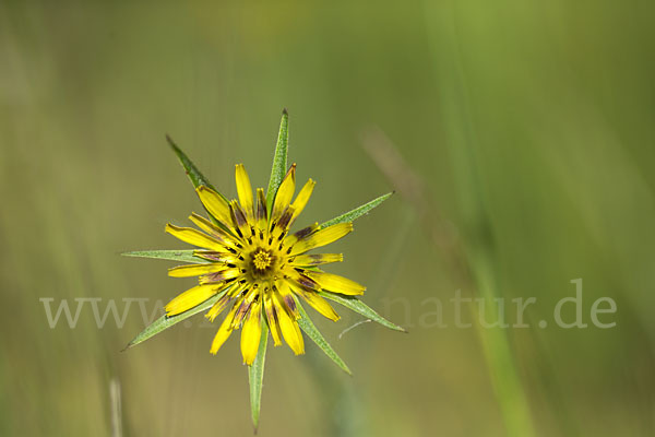 Safranblättriger Bocksbart (Tragopogon crocifolius)