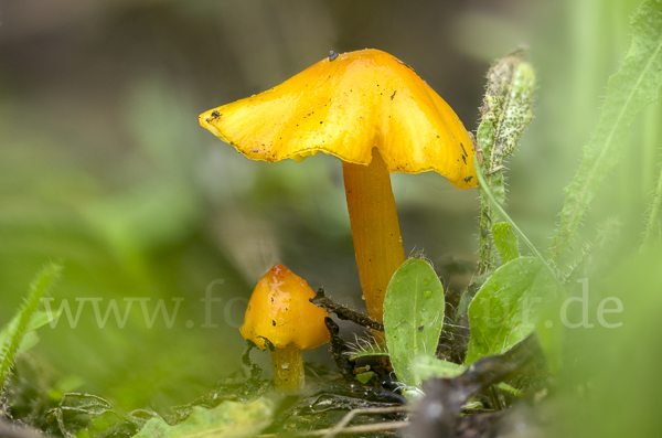 Safrangelber Saftling (Hygrocybe persistens)