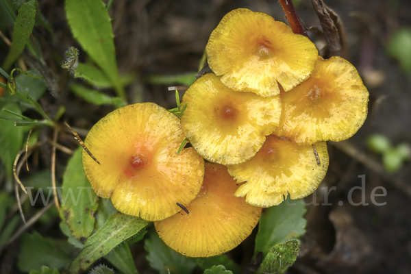 Safrangelber Saftling (Hygrocybe persistens)