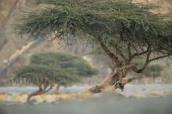 Sahara-Akazie (Acacia raddiana)