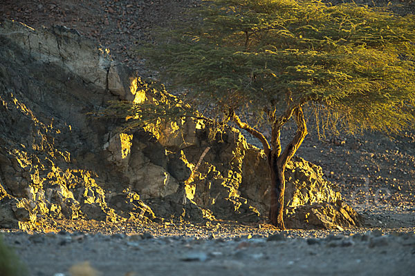 Sahara-Akazie (Acacia raddiana)