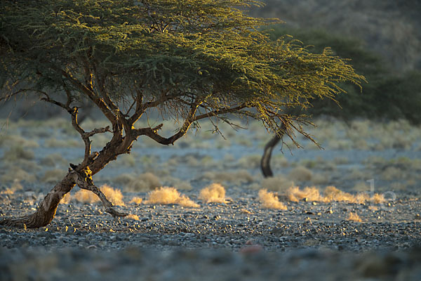 Sahara-Akazie (Acacia raddiana)