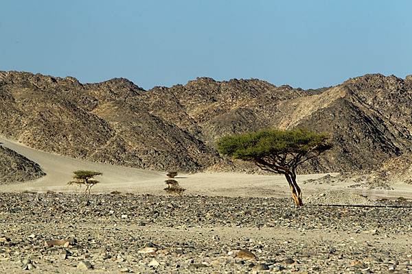 Sahara-Akazie (Acacia raddiana)