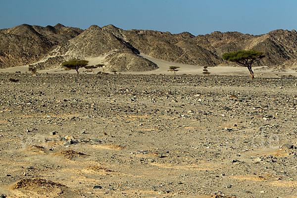 Sahara-Akazie (Acacia raddiana)