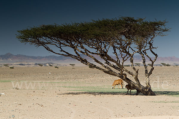 Sahara-Akazie (Acacia raddiana)