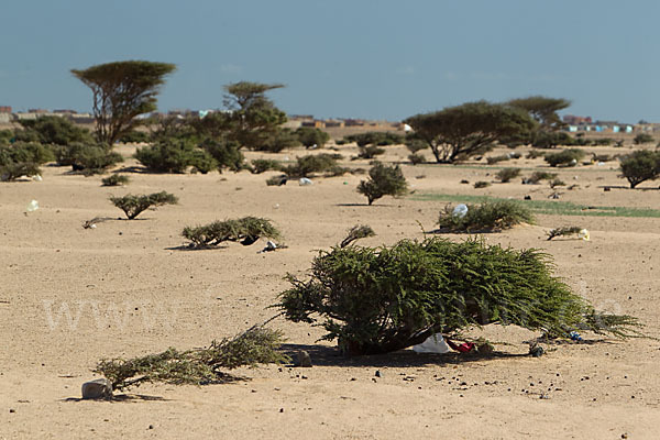 Sahara-Akazie (Acacia raddiana)