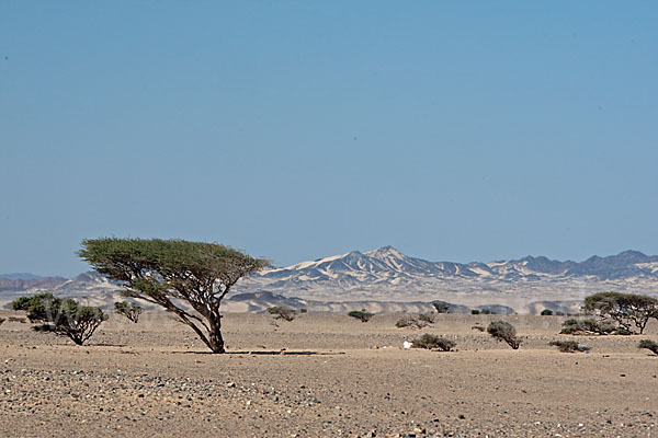 Sahara-Akazie (Acacia raddiana)