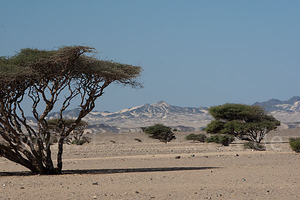 Sahara-Akazie (Acacia raddiana)