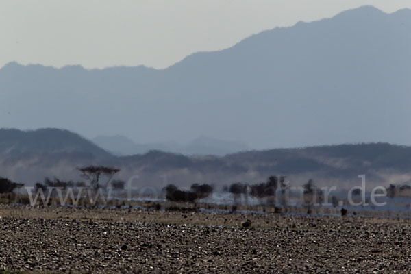 Sahara-Akazie (Acacia raddiana)