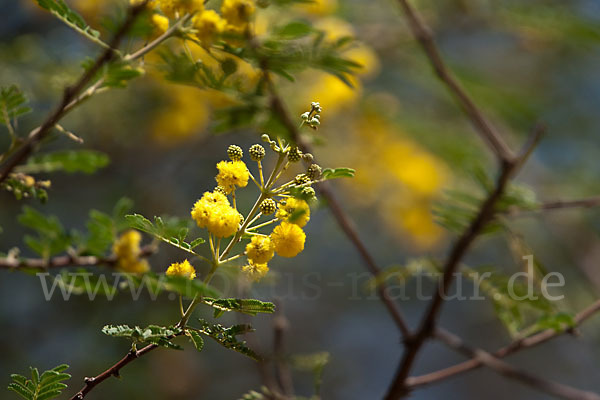 Sahara-Akazie (Acacia raddiana)