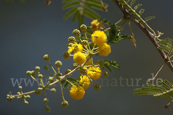 Sahara-Akazie (Acacia raddiana)