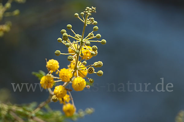 Sahara-Akazie (Acacia raddiana)