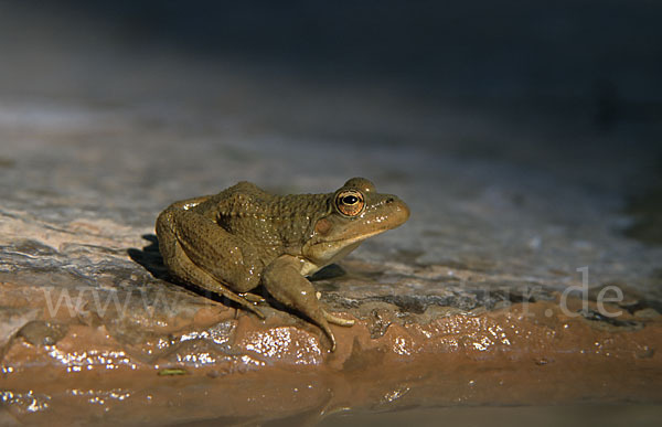 Sahara Wasserfrosch (Pelophylax saharicus)