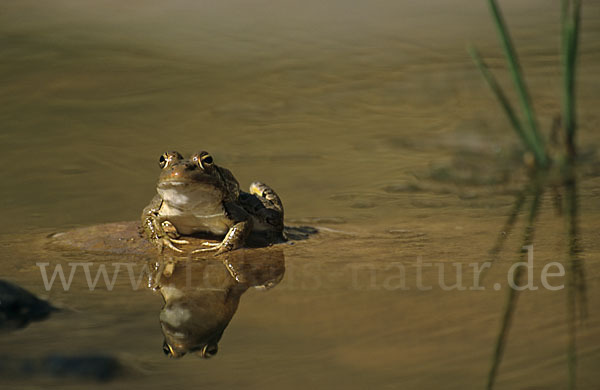 Sahara Wasserfrosch (Pelophylax saharicus)