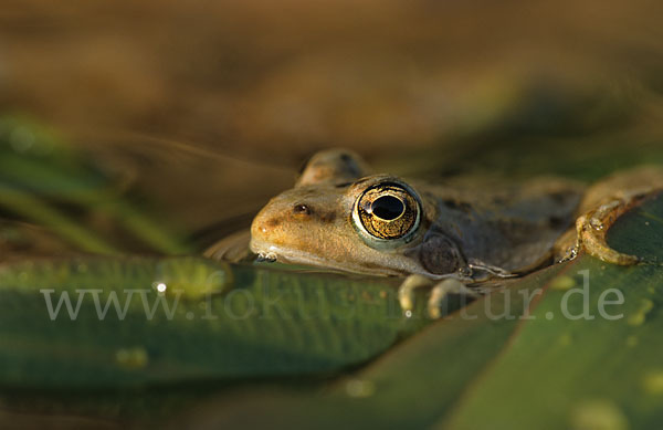 Sahara Wasserfrosch (Pelophylax saharicus)