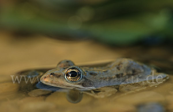 Sahara Wasserfrosch (Pelophylax saharicus)