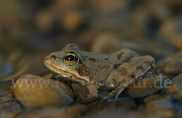 Sahara Wasserfrosch (Pelophylax saharicus)