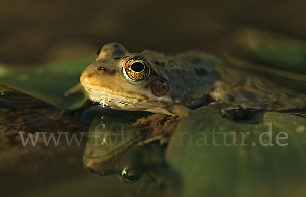 Sahara Wasserfrosch (Pelophylax saharicus)