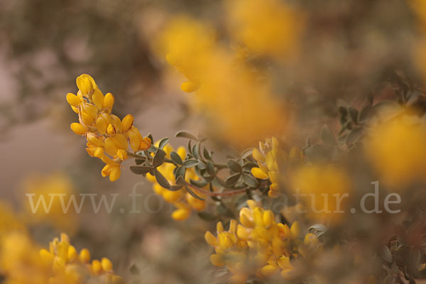 Saharaginster (Genista saharae)