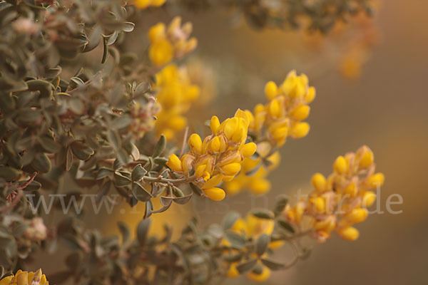 Saharaginster (Genista saharae)