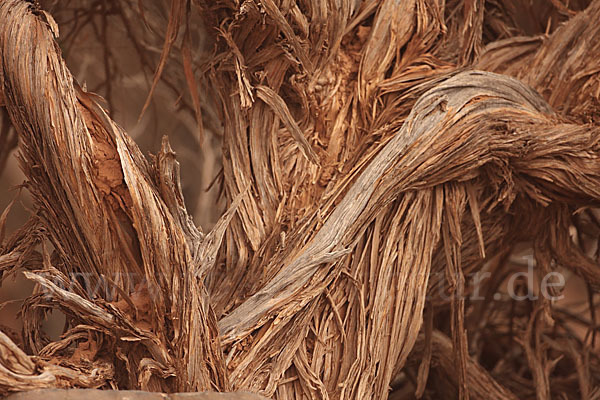 Saharaginster (Genista saharae)