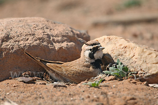 Saharaohrenlerche (Eremophila bilopha)