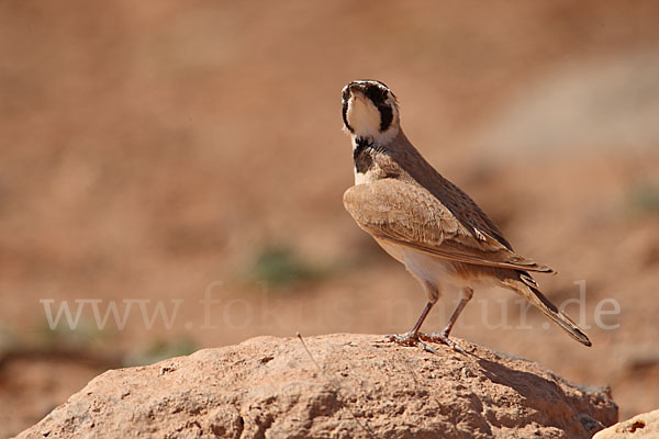 Saharaohrenlerche (Eremophila bilopha)