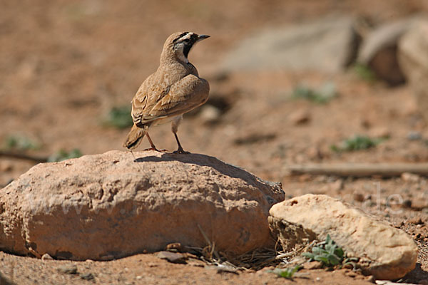 Saharaohrenlerche (Eremophila bilopha)