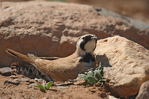 Saharaohrenlerche (Eremophila bilopha)