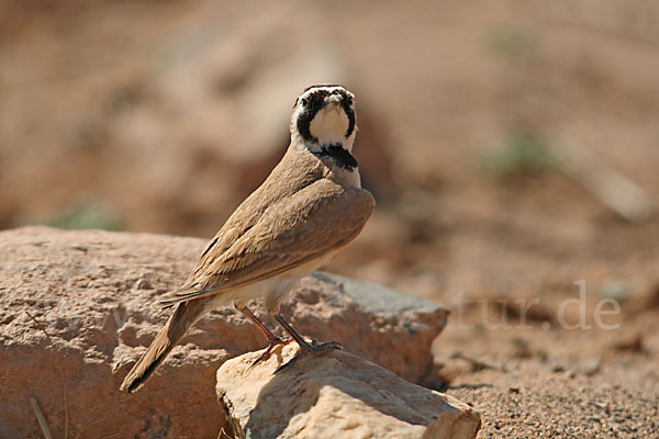 Saharaohrenlerche (Eremophila bilopha)