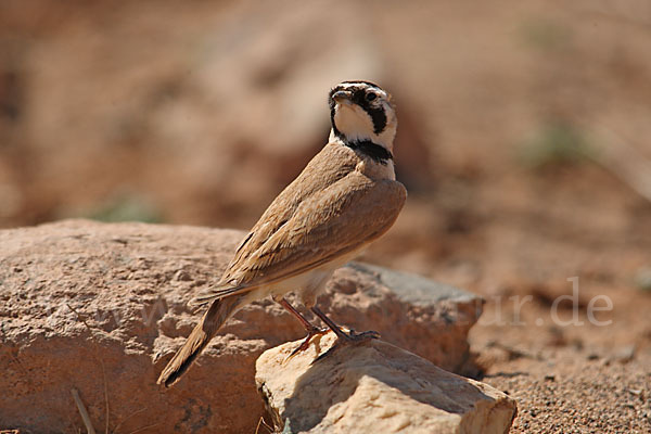 Saharaohrenlerche (Eremophila bilopha)