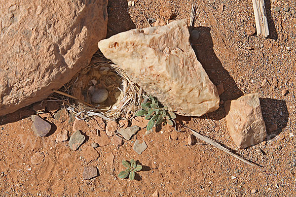 Saharaohrenlerche (Eremophila bilopha)
