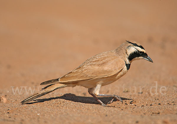 Saharaohrenlerche (Eremophila bilopha)