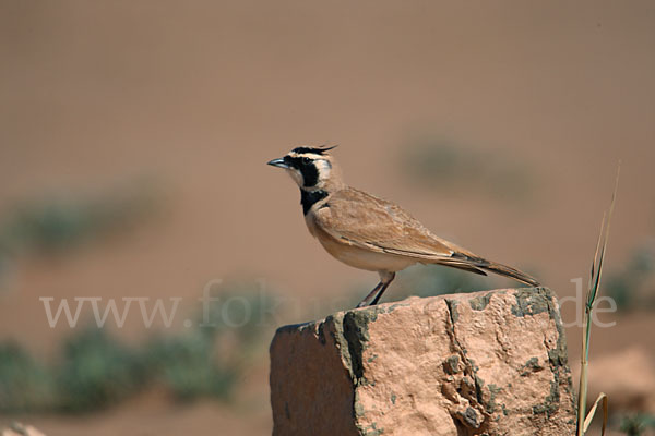 Saharaohrenlerche (Eremophila bilopha)