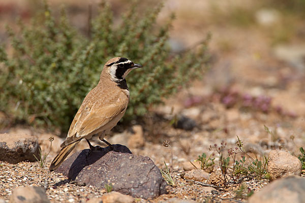 Saharaohrenlerche (Eremophila bilopha)