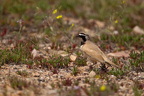 Saharaohrenlerche (Eremophila bilopha)