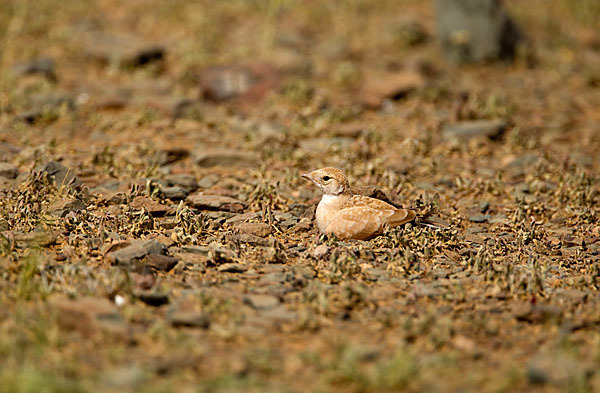 Saharaohrenlerche (Eremophila bilopha)