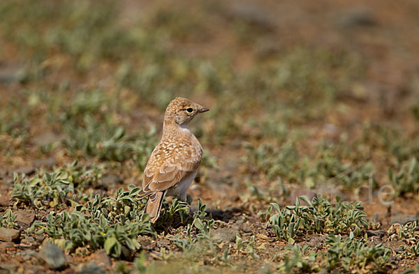 Saharaohrenlerche (Eremophila bilopha)