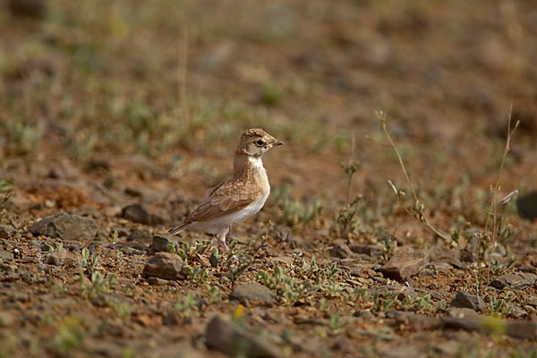 Saharaohrenlerche (Eremophila bilopha)