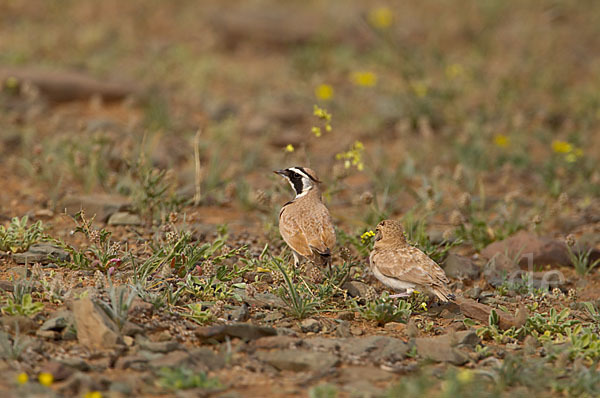 Saharaohrenlerche (Eremophila bilopha)