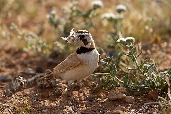 Saharaohrenlerche (Eremophila bilopha)