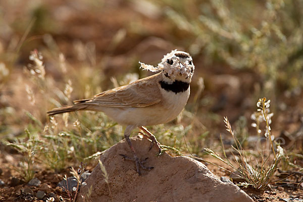 Saharaohrenlerche (Eremophila bilopha)