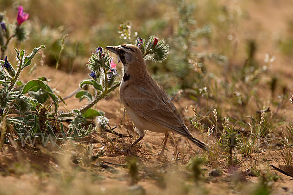 Saharaohrenlerche (Eremophila bilopha)