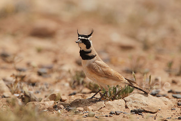 Saharaohrenlerche (Eremophila bilopha)